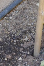Bamboo in Dirt