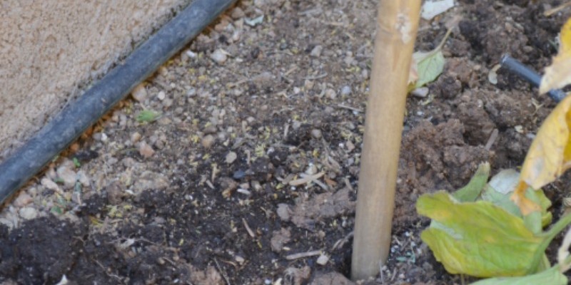 DIY Natural Bamboo Tomato Cage