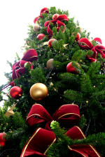 Christmas_tree_sxc_hu