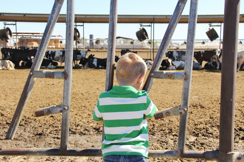 Dairy Farm