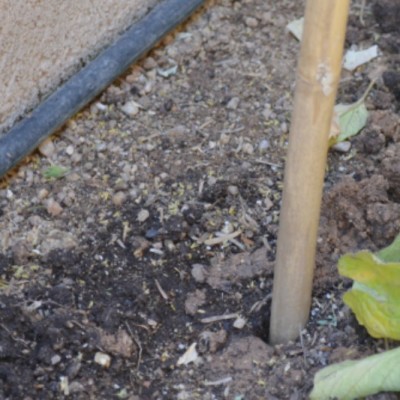 DIY Natural Bamboo Tomato Cage