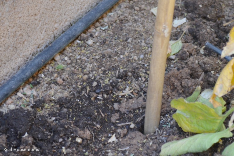 DIY Natural Bamboo Tomato Cage: Bamboo in Dirt