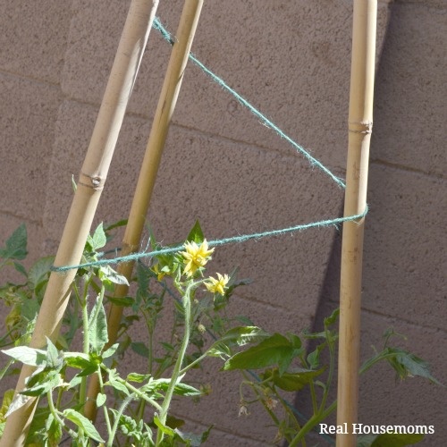 DIY Natural Bamboo Tomato Cage: 
