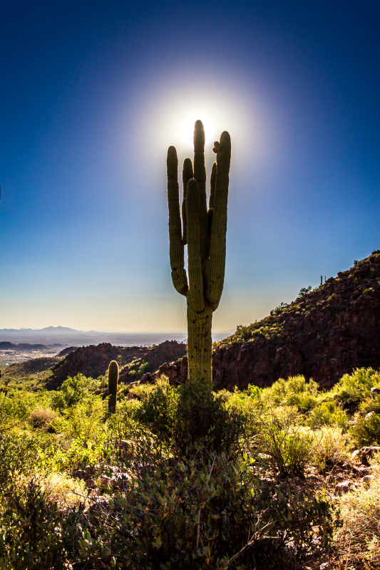 Saguaro in Phoenix