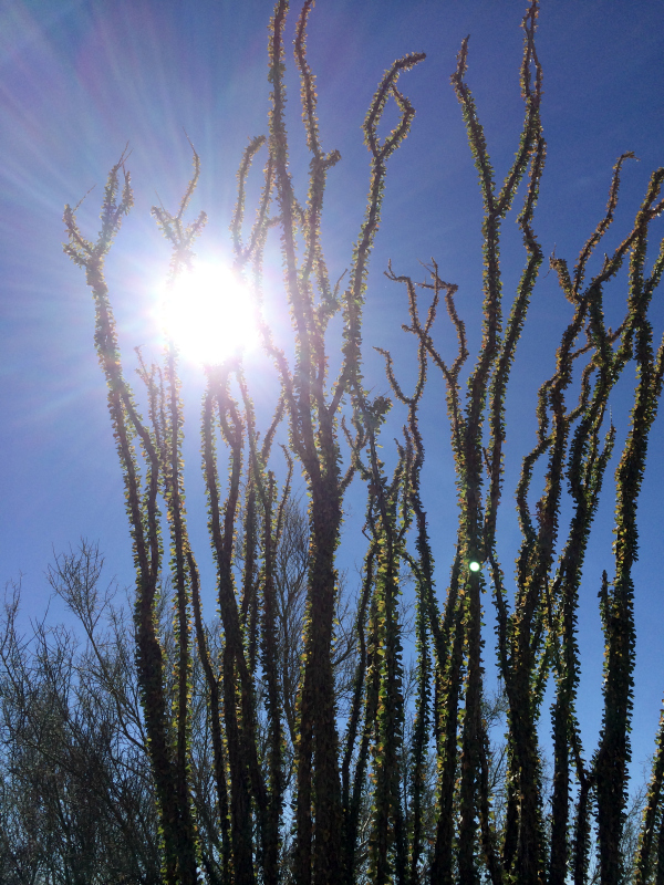 Great hiking trails in the beautiful McDowell Sonoran Preserves in #ScottsdaleAZ