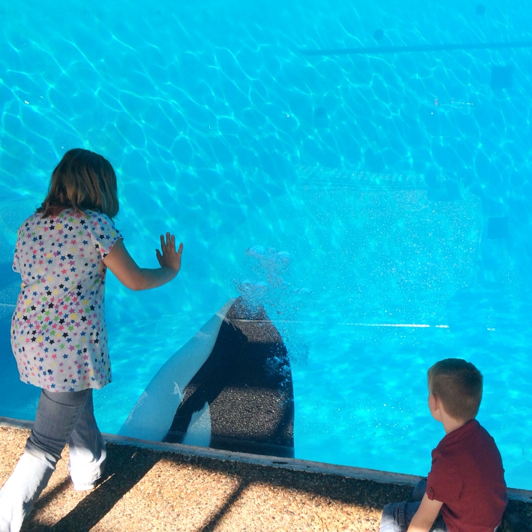 Interacting with Shamu