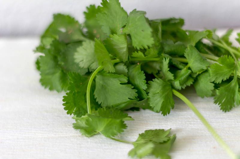 cilantro