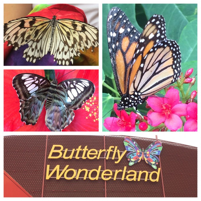 Butterfly Wonderland | Family Fun in Scottsdale, AZ. #ScottsdaleAZ