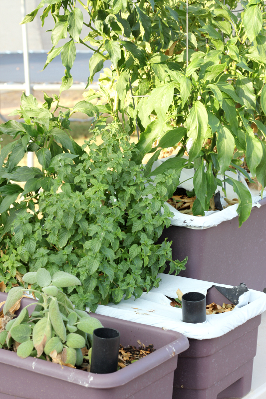 herbs, tomatoes, and peppers growing in an earthbox