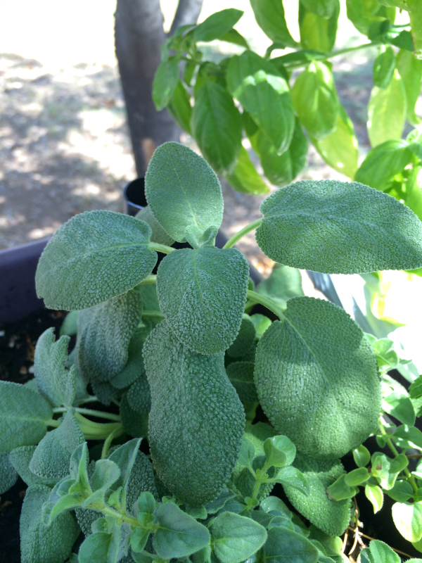 Easy Container Gardening: herbs growing in an earthbox