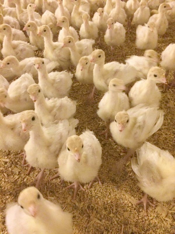 Baby Turkeys...10 days old!