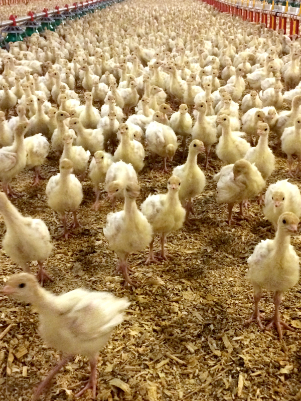 Baby Turkeys...10 days old!