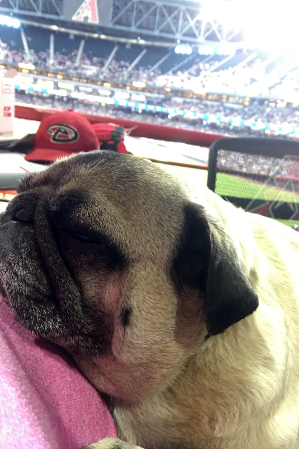 Take your dog to the Ballpark with PetSmart and the AZ Diamondbacks! 