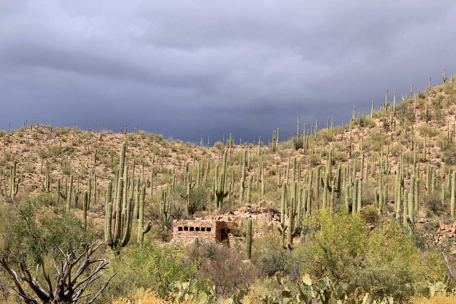 Get outside this weekend and visit a National Park! When you're in the desert, at the Saguaro National Park, you need to take some additional precautions, but the experience of standing next to the majestic saguaros is definitely something that should be on your bucket list. 