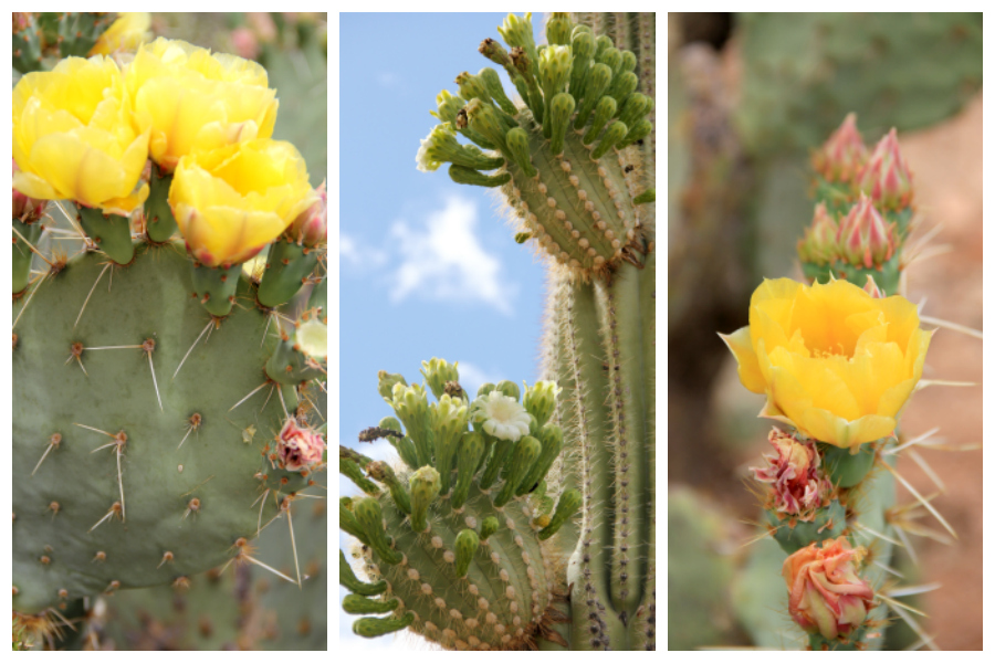 Get outside this weekend and visit a National Park! When you're in the desert, at the Saguaro National Park, you need to take some additional precautions, but the experience of standing next to the majestic saguaros is definitely something that should be on your bucket list. 