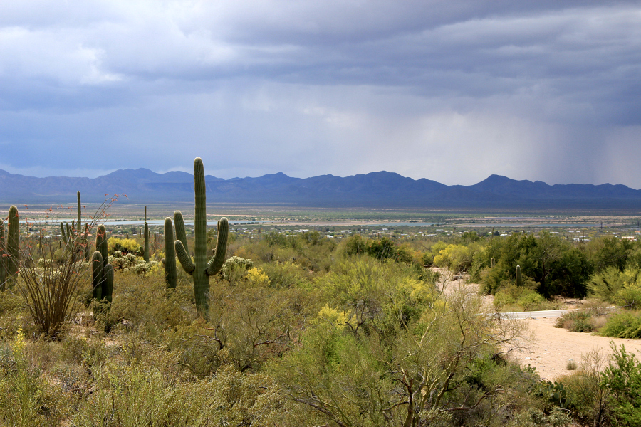 Get outside this weekend and visit a National Park! When you're in the desert, at the Saguaro National Park, you need to take some additional precautions, but the experience of standing next to the majestic saguaros is definitely something that should be on your bucket list. 