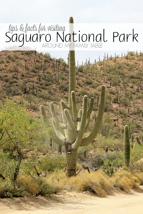 Get outside this weekend and visit a National Park! When you're in the desert, at the Saguaro National Park, you need to take some additional precautions, but the experience of standing next to the majestic saguaros is definitely something that should be on your bucket list. 