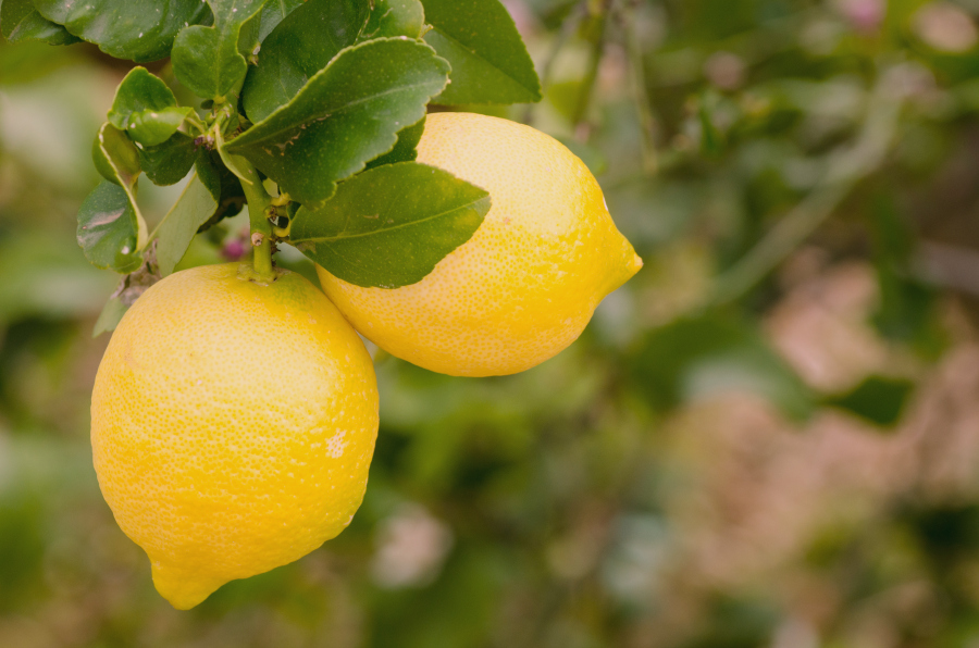 Take full advantage of lemon season, by processing and freezing them when they are at their peak. These Tips for Freezing Lemons will ensure you'll have delicious lemons all year long.