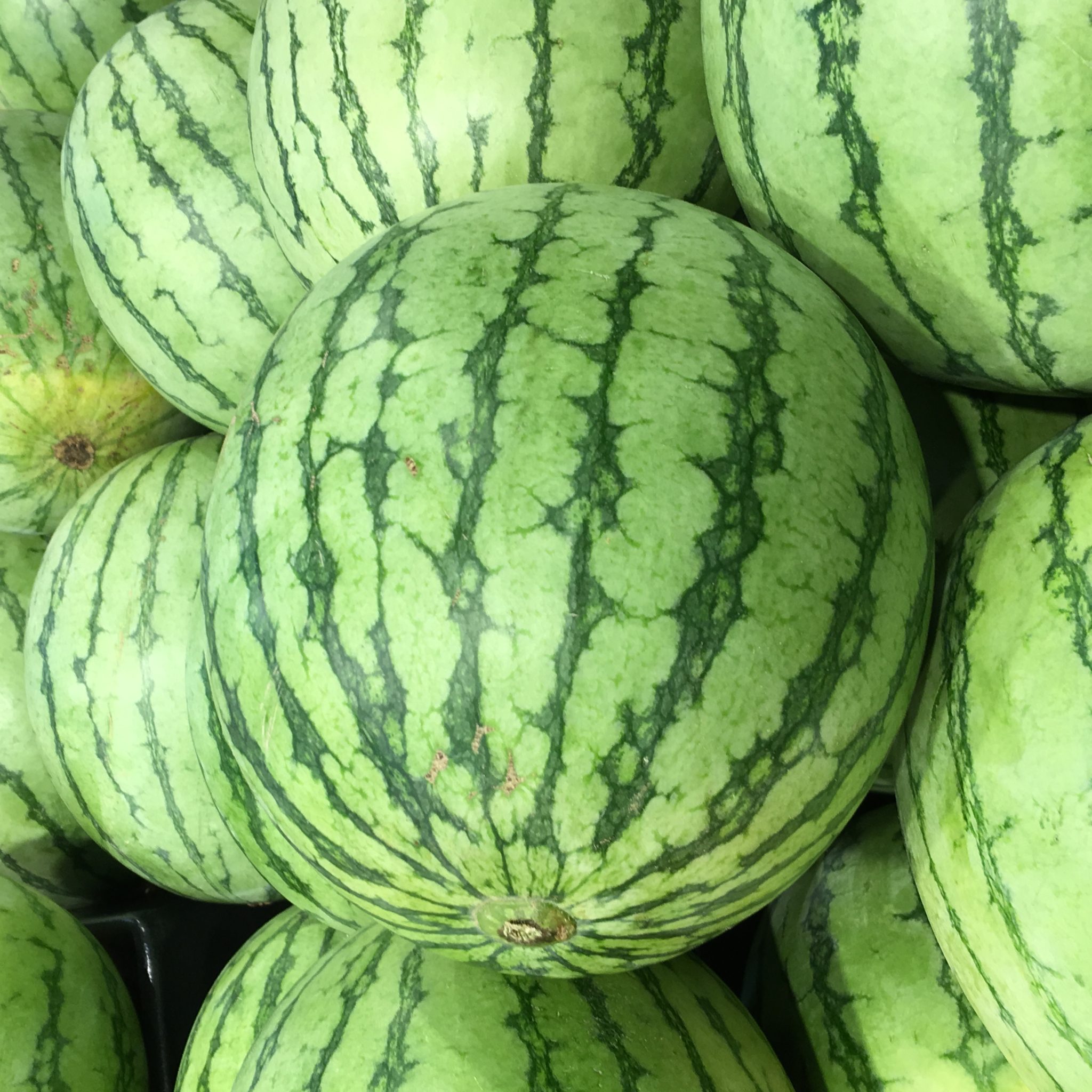 watermelons