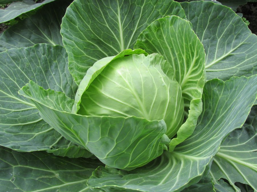 What's in Season Guide: Cabbage