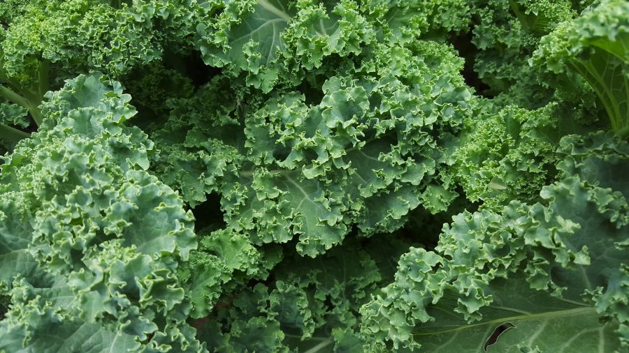 January -- What's in Season Guide: Kale