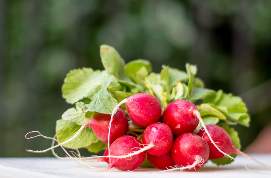 January -- What's in Season Guide: Radishes