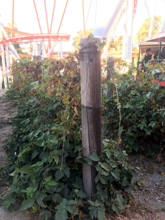 Boysenberry Plants at Knott's Berry Farm