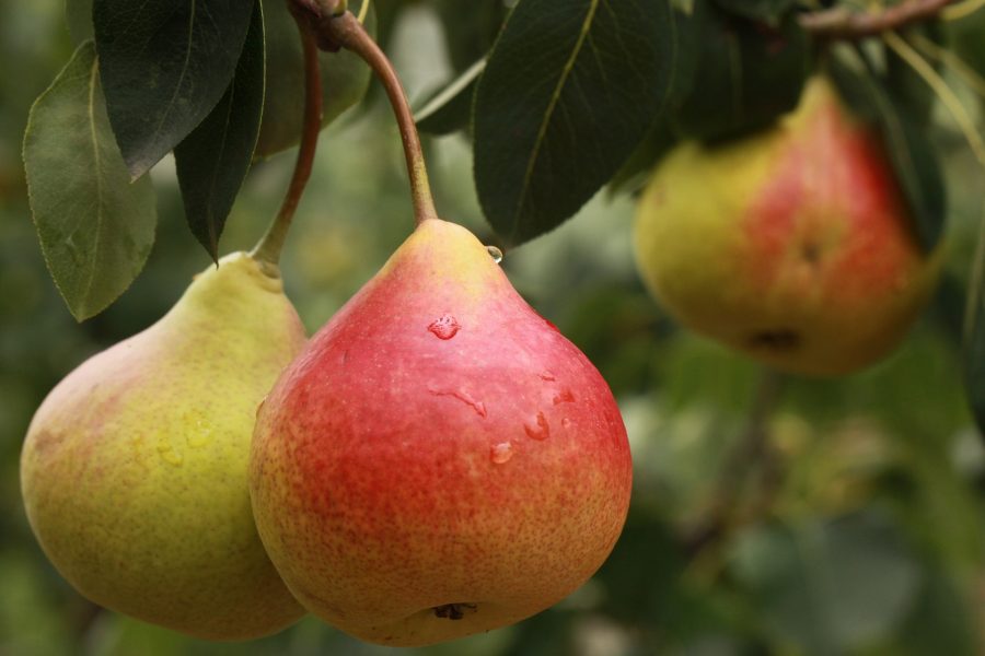 What's in Season Guide: pears