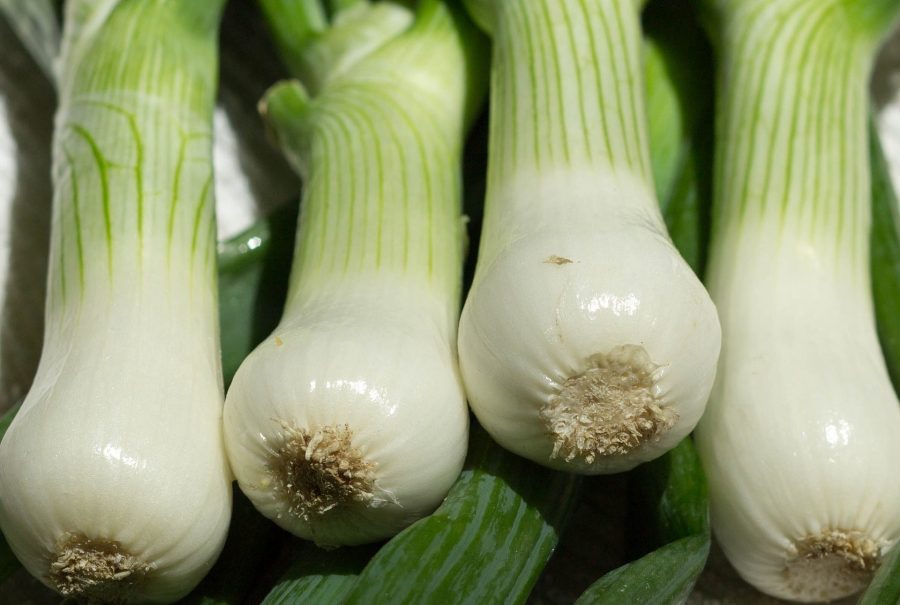 What's in Season Guide: scallions