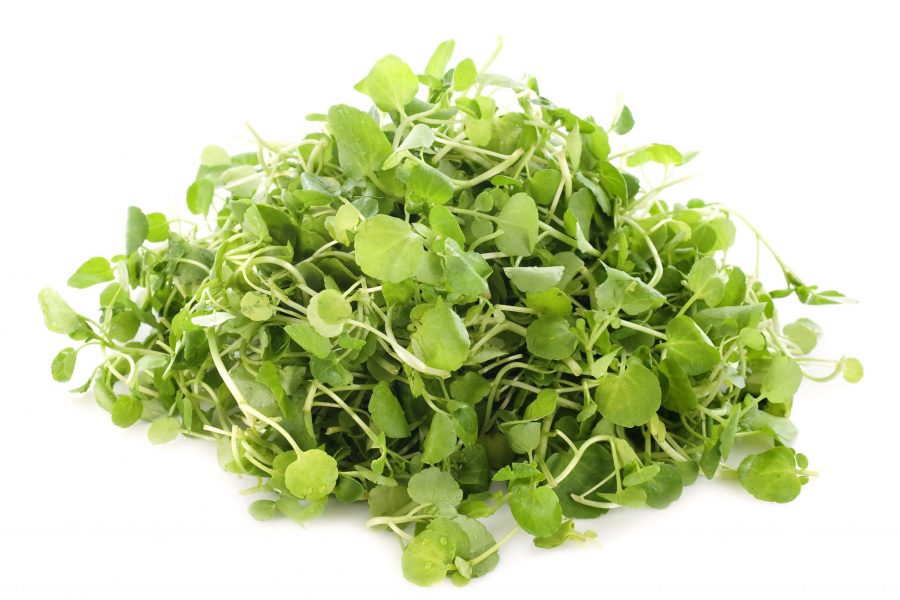 What's in Season -- Watercress