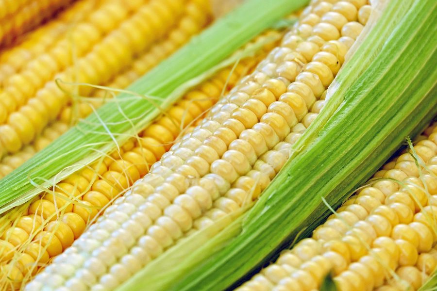 What's in Season -- Corn