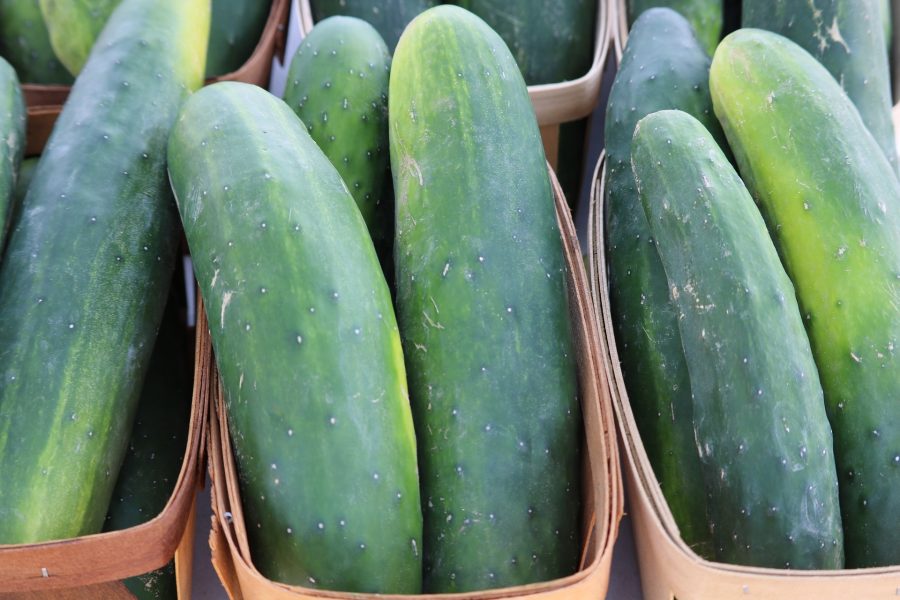 What's in Season -- Cucumber