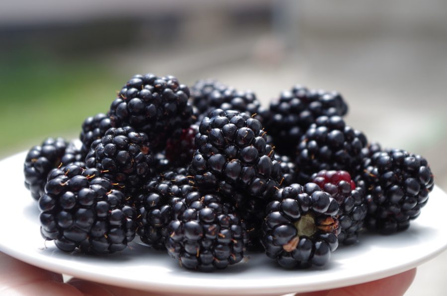 What's In Season--Blackberries