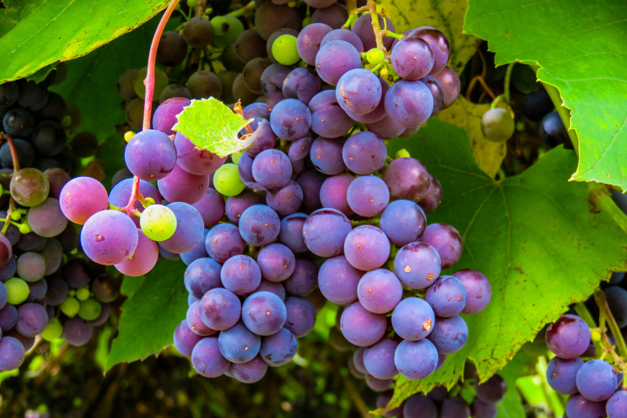 What's In Season -- Grapes