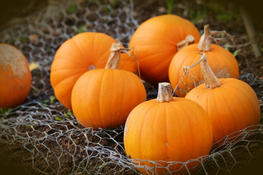 What's In Season -- Pumpkins