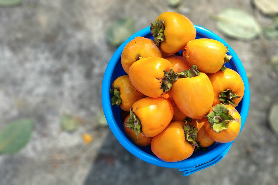 What's In Season -- Persimmons