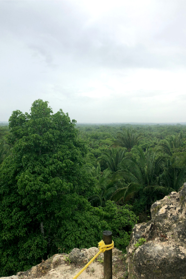 Tree Line from the top of the High Temple, Lamanai Belize
