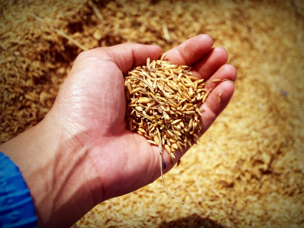 hand holding uncooked brown rice